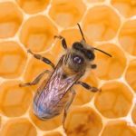 Smooth as Silk (Honeybee Silk)