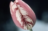 Stronger than Steel! Amazing New Super Plastic Made from Tulip Leaves